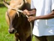 Haiti - Justice : Arrests of cattle thieves