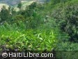 Haiti - Environment : A socially responsible reforestation project