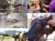 Haiti - Agriculture : Launch of the campaign to identify cows