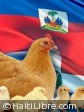 Haiti - Economy : Despite the ban, poultry products come into Haiti...