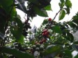Haiti - Agriculture : Transplanting of 1,5 million coffee seedlings...
