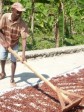 Haiti - Agriculture : The Haitian Cocoa recognized as one of the Best in the World
