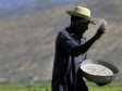 Haiti - Agriculture : Rice production in the Artibonite increase
